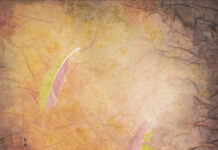 用一根羽毛丈量時空