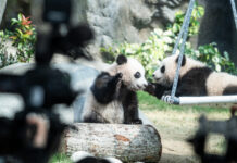 香江觀瀾:打造明星“熊設” 助香港“熊貓經濟”更上層樓