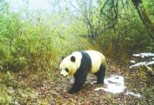 甘肅境內野生大熊貓“萌態”頻現