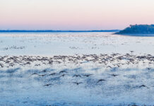 ”中國鶴湖”迎候鳥遷徙高峰 生態紅利帶來“觀鳥流量”