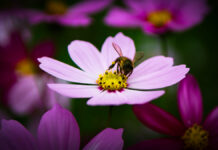 2025維多利亞國際攝影大賽入選作品:采蜜